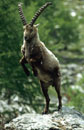 <center>
Se dresser sur les pattes arrières avant de se laisser<br>
retomber et heurter avec fracas les cornes d'un autre mâle. bouquetin mâle alpes grand paradis 